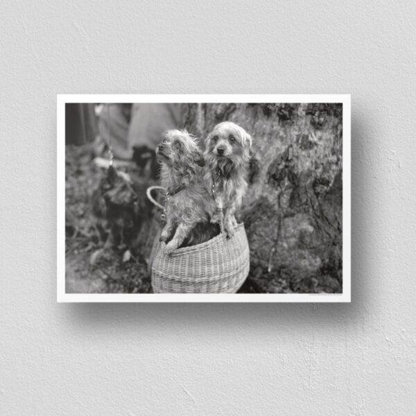 Mini Mutts with Big Stories - Vintage Photographs