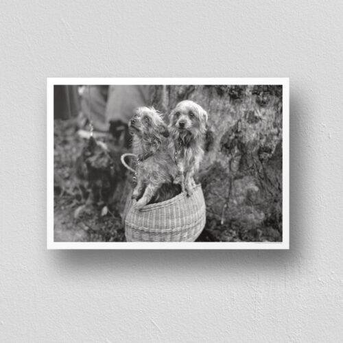 Mini Mutts with Big Stories - Vintage Photographs