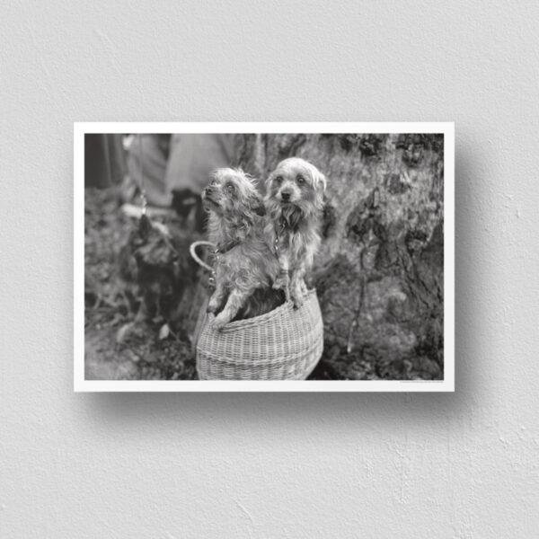 Mini Mutts with Big Stories - Vintage Photographs