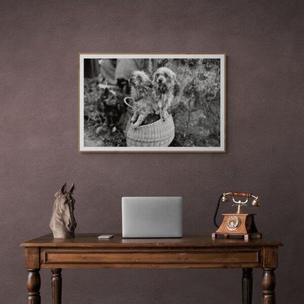 Mini Mutts with Big Stories - Vintage Photographs