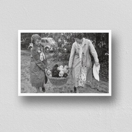 The Whimsy World of Wiggly, Waggly Puppies - Vintage Photographs