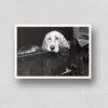 Pawsitively Hilarious - Vintage Photographs