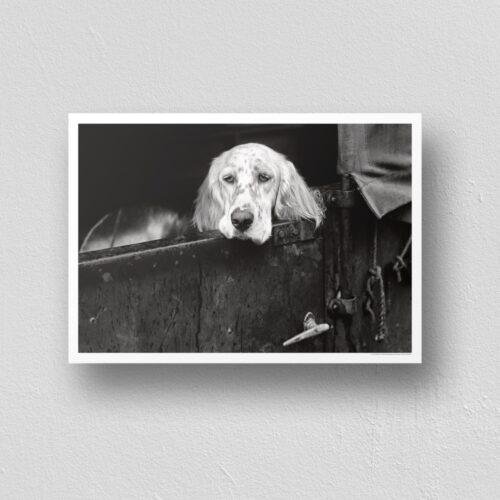 Pawsitively Hilarious - Vintage Photographs