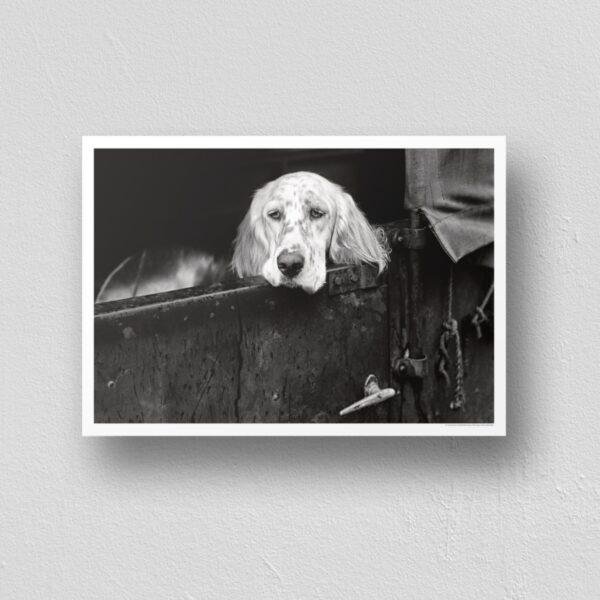 Pawsitively Hilarious - Vintage Photographs