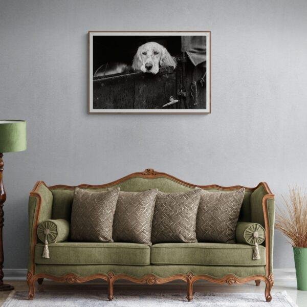 Pawsitively Hilarious - Vintage Photographs