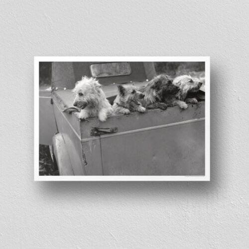 Backseat Barkers | Classic Retro Home Decor for Dog Lovers Gift Idea & Wall Art