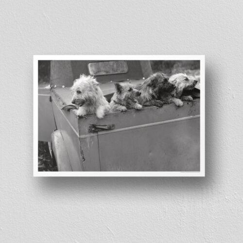 Backseat Barkers | Classic Retro Home Decor for Dog Lovers Gift Idea & Wall Art