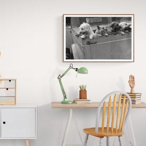 Backseat Barkers | Classic Retro Home Decor for Dog Lovers Gift Idea & Wall Art