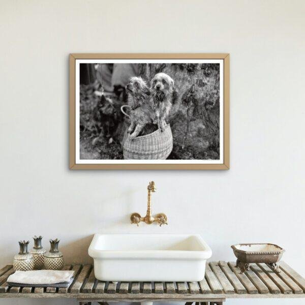 Mini Mutts with Big Stories - Vintage Photographs