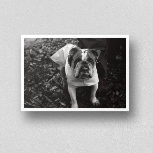 The Pocket Protector - Vintage Photographs
