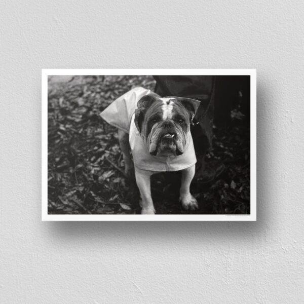 The Pocket Protector - Vintage Photographs