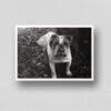 The Pocket Protector - Vintage Photographs