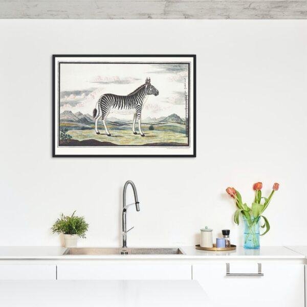 Mountain Zebra - Animal Art Print