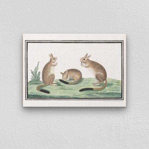 South African springhare - Animal Art Print