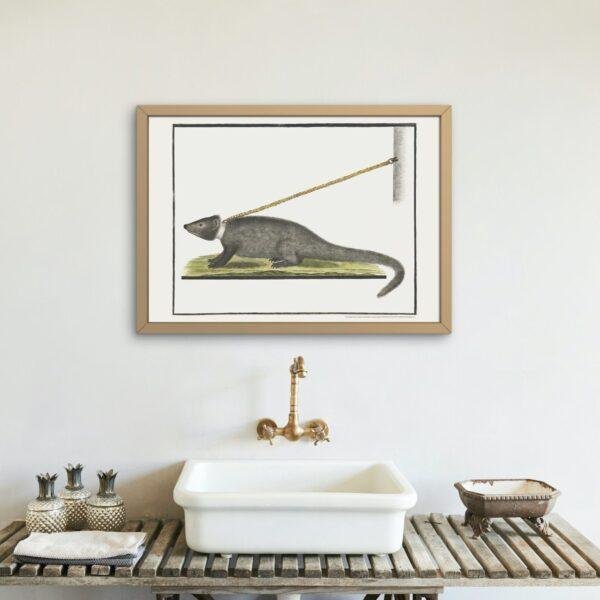 Cape Gray Mongoose - Animal Art Print