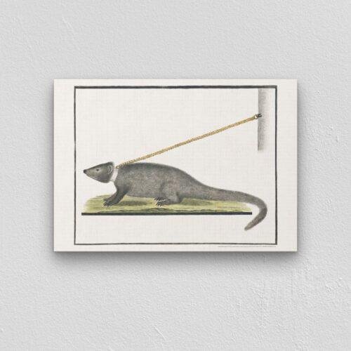 Cape Gray Mongoose - Animal Art Print