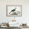 Knysna turaco - Animal Art Print