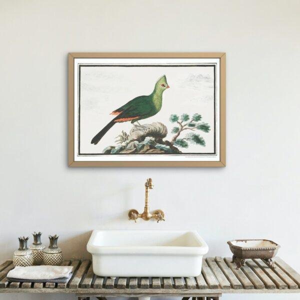 Knysna turaco - Animal Art Print