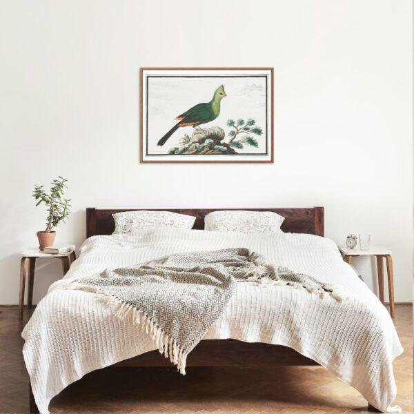 Knysna turaco - Animal Art Print