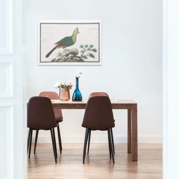 Knysna turaco - Animal Art Print