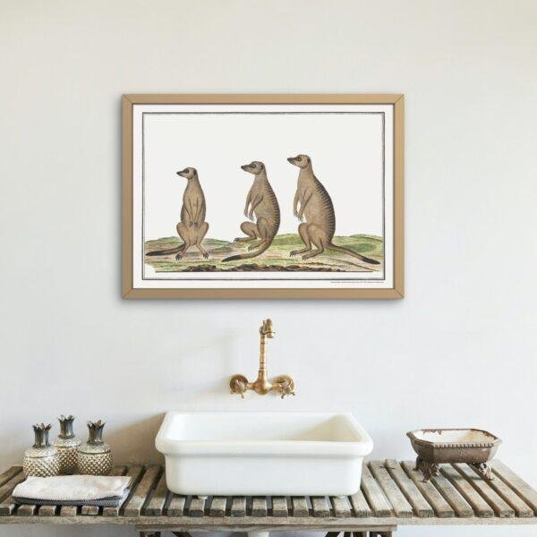 Meerkats - Animal Art Print