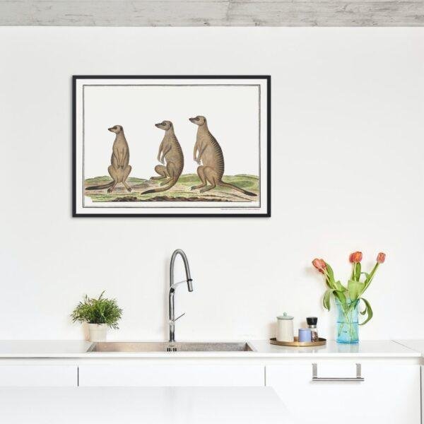 Meerkats - Animal Art Print