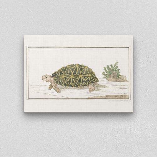 Tent Tortoise - Animal Art Print