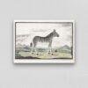 Mountain Zebra - Animal Art Print