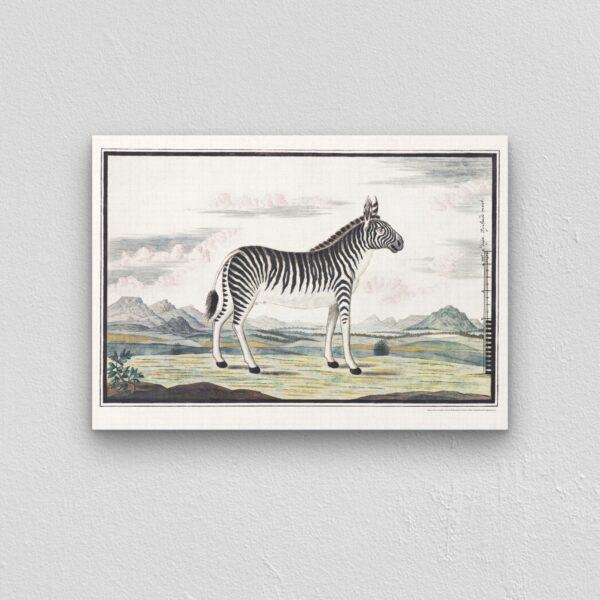 Mountain Zebra - Animal Art Print