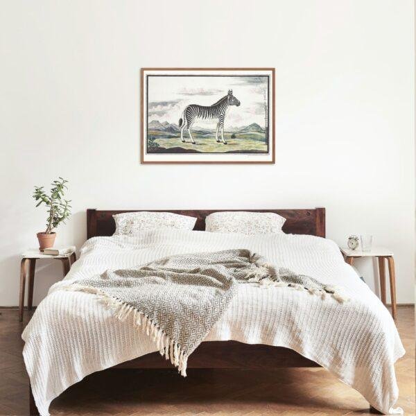 Mountain Zebra - Animal Art Print