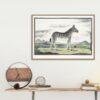 Mountain Zebra - Animal Art Print