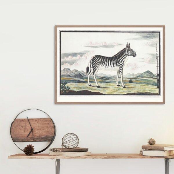 Mountain Zebra - Animal Art Print