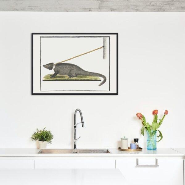 Cape Gray Mongoose - Animal Art Print