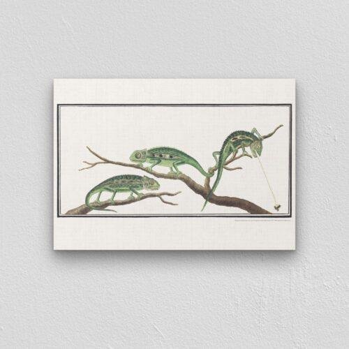 Cape Dwarf Chameleon - Animal Art Print
