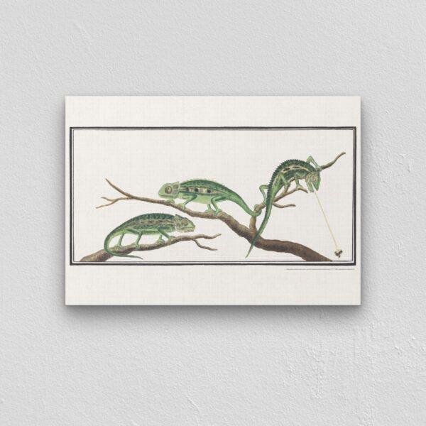 Cape Dwarf Chameleon - Animal Art Print