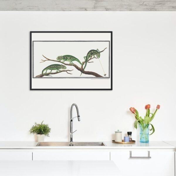 Cape Dwarf Chameleon - Animal Art Print