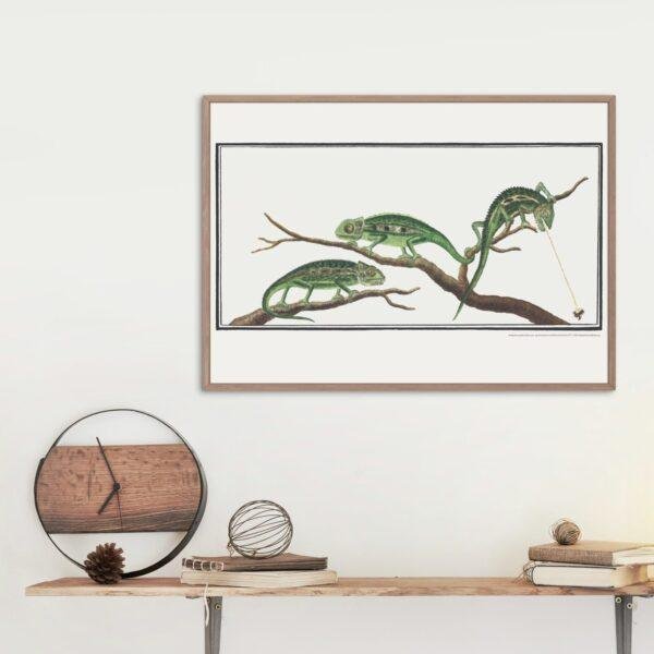 Cape Dwarf Chameleon - Animal Art Print