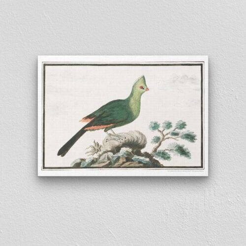 Knysna turaco - Animal Art Print