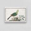 Knysna turaco - Animal Art Print