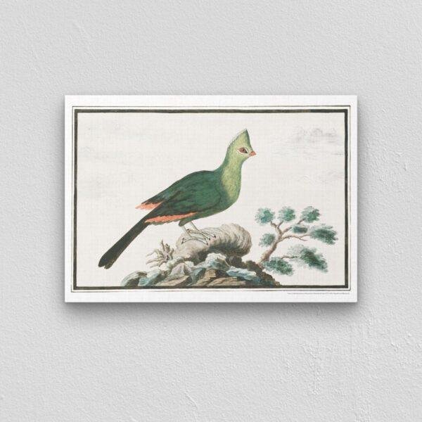 Knysna turaco - Animal Art Print