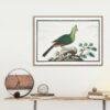 Knysna turaco - Animal Art Print