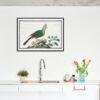 Knysna turaco - Animal Art Print