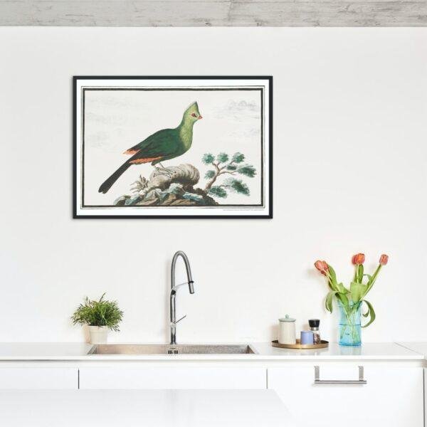 Knysna turaco - Animal Art Print