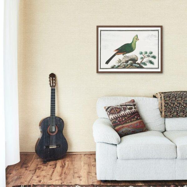 Knysna turaco - Animal Art Print