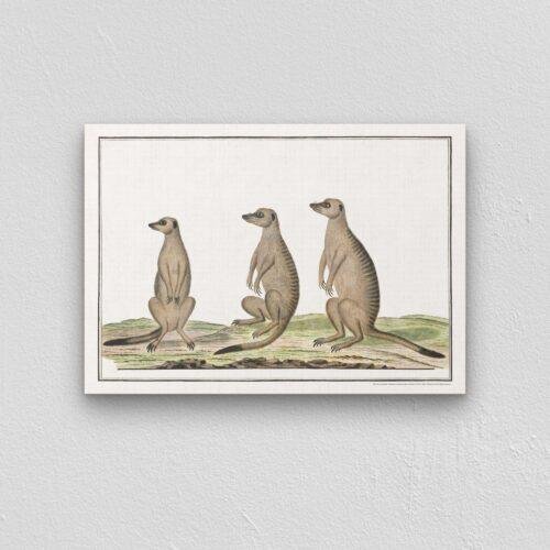 Meerkats - Animal Art Print