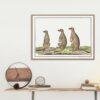 Meerkats - Animal Art Print
