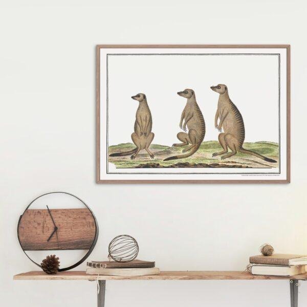 Meerkats - Animal Art Print
