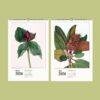 Wild Flowers Wall Calendar – Mary Vaux Walcott's Victorian Art Work, Semi-Glossy Paper