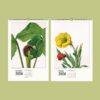 Wild Flowers Wall Calendar – Mary Vaux Walcott's Victorian Art Work, Semi-Glossy Paper