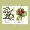 Wild Flowers Wall Calendar – Mary Vaux Walcott's Victorian Art Work, Semi-Glossy Paper